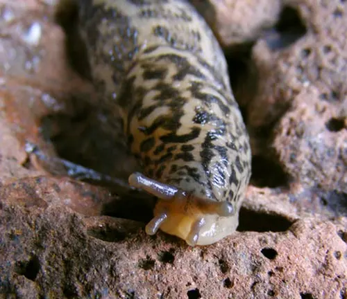 A leopard slug slowly crawls on a rock in a stream, showcasing its unique coloration and patterns.