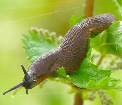 A "Greenhouse Slug" crawls on a leaf.