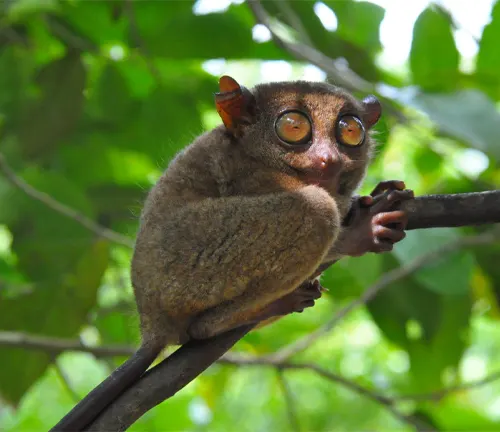A Philippine Tarsier, a small monkey with large eyes, perched on a tree branch in the jungle.