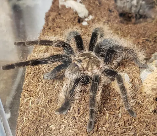 Colorful Curly Hair Tarantula with vibrant orange, black, and white markings on its hairy body.