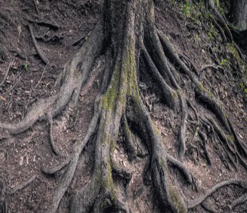 Tree base with a network of exposed intertwining roots.