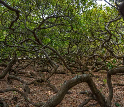 Complex branches forming a dense canopy over a leaf-strewn forest floor