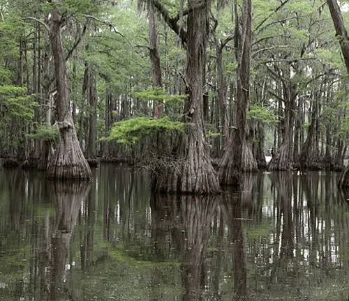 Bald cypress trees with buttressed trunks in a reflective swamp