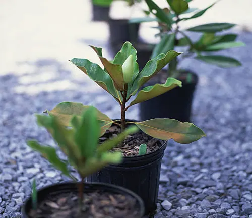 Young magnolia tree in a pot on a gravel surface
