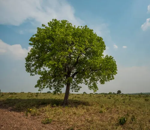 Solitary tree with green leaves in an open grassy field