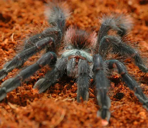 A close-up photo of a Pink Toe Tarantula, a spider with pinkish hairs on its legs and a black body.