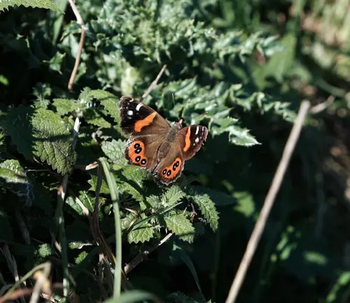 Red Admiral Butterfly: A black butterfly with red-orange bands on its wings, found in various regions across the globe.