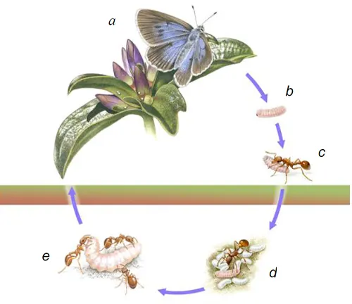 Life Cycle of a Large Blue Butterfly: Stages include egg, larva, pupa, and adult butterfly