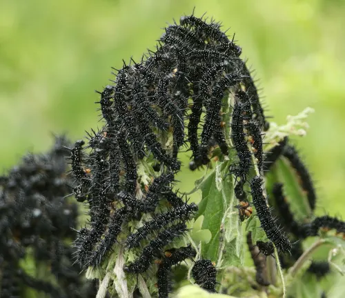 A cluster of black caterpillars on a plant, identified as the larva of the "Peacock Butterfly".