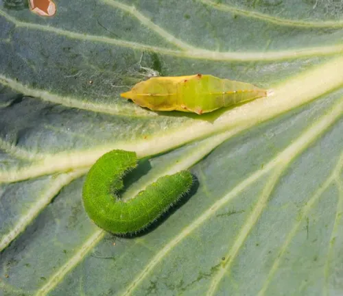 A green caterpillar and a yellow one on a leaf, representing the larval stage of the Cabbage White Butterfly.