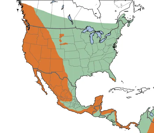 Map of US showing Cougar distribution: Western states like California, Colorado, and Texas have high populations.