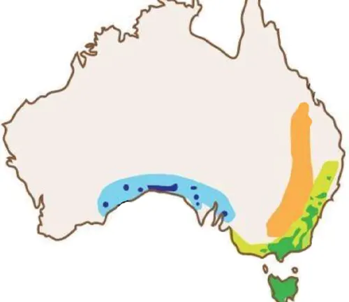 Australia map showing distribution of Australian grassland. Distribution: Wombat.