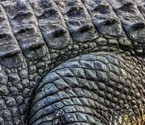 Close-up of the textured skin of an American Crocodile, showcasing its unique pattern and rough texture.