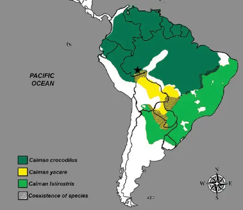 Distribution map of the Black Caiman Crocodile, showing its range in South America's Amazon Basin.