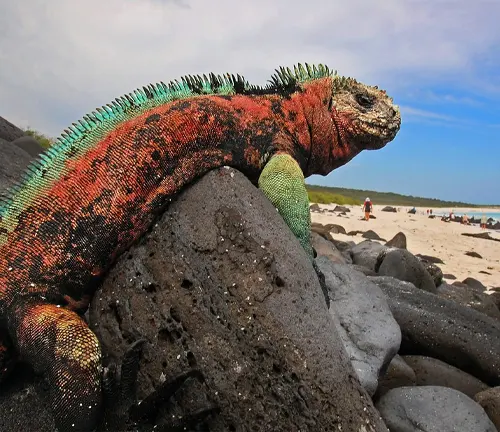 Marine iguana basking on rocks in the Galapagos Islands, showcasing its unique adaptation to the marine environment.