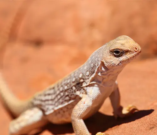 A Desert Iguana lizard stands on a rock in the desert, using thermoregulation to adapt to its surroundings.