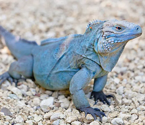Blue iguana basking on the ground.