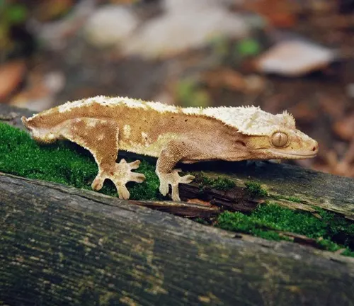 A Crested Gecko perched on a log in the woods.