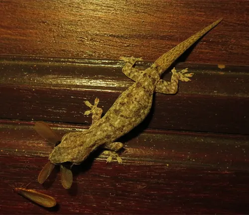 A nocturnal house gecko with a disproportionately large head and a small body, showcasing its unique features.