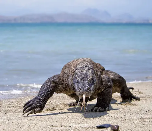 A Komodo dragon basking on the beach, showcasing its natural habitat in the microhabitat "Komodo Dragon".