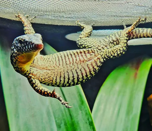 A Mangrove Monitor lizard hanging from a net in a green plant.