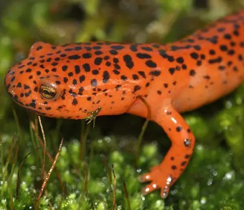 Close-up of a red salamander with black spots in a grassy terrain.