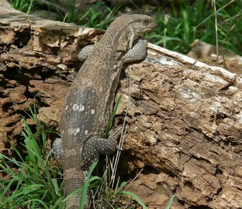 A large lizard with rough, grayish-brown skin, long tail, and sharp claws, camouflaged among rocks for survival.