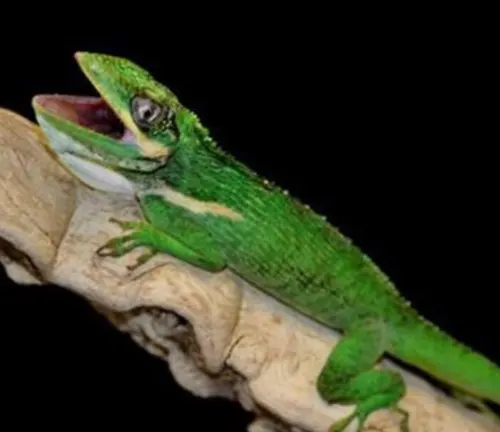A close-up image of a Knight Anole Lizard, showcasing its vibrant green scales and long tail.