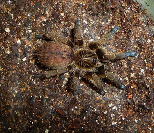 A tarantula crawling on dirt in the habitat of the "Blue Foot Baboon".