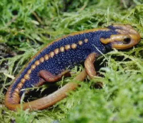 A dark blue and tan salamander on green moss.