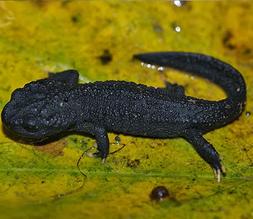 A black Taliang Knobby Newt on a yellow leaf.