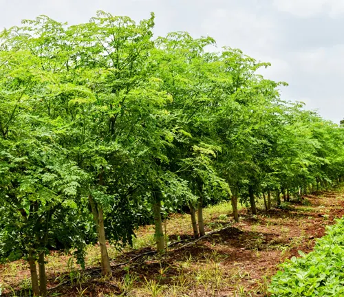 Legumes Tree - Rows of young, leafy green Moringa trees in a cultivated field.