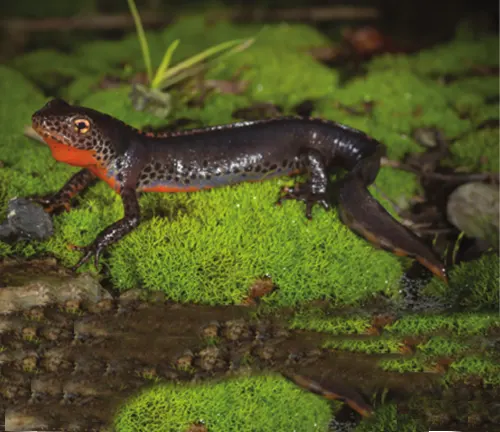 An Alpine Newt with a dark back and bright orange throat on green moss.