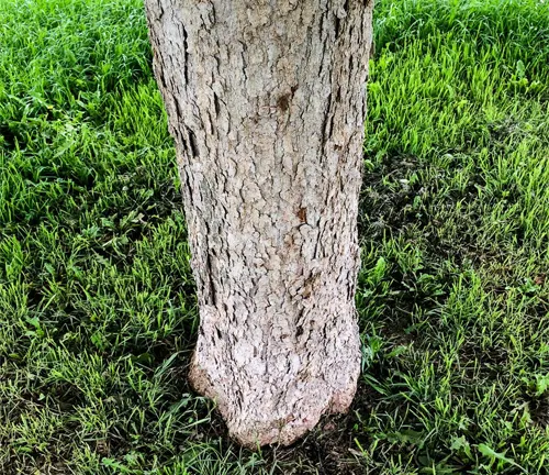 Soapberry Tree - Tree trunk with rough bark on a background of vibrant green grass