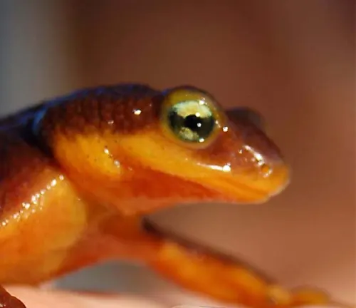 Close-up of a California Newt's head, showcasing its golden eyes and vibrant orange skin.