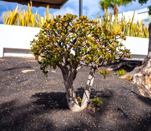 Small tree with thick trunk on black volcanic soil