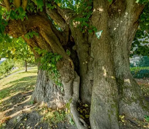 Ancient tree with a large, gnarled trunk and lush green leaves in a sunny park