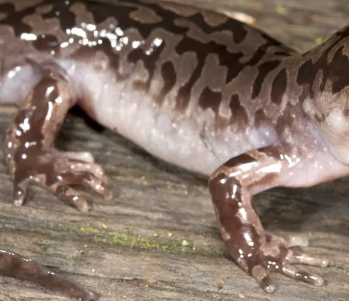 A close view of the moist, spotted skin and limbs of a Coastal Giant Salamander on a wooden surface."