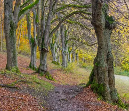 Winding forest path lined with gnarled trees in the midst of autumn