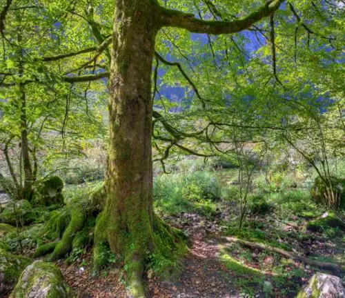 Moss-covered tree with sprawling branches in a lush, green forest clearing