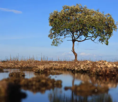 Lone tree with a lush canopy reflected in water, standing in a barren landscape under a clear sky