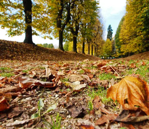 Ground-level view of fallen autumn leaves on a path with a row of trees in the distance