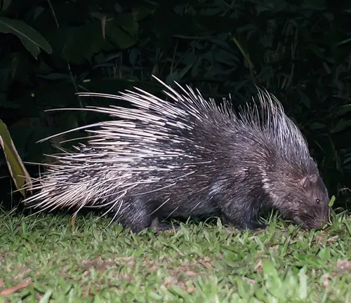  Indian Porcupine displaying defensive behavior by raising quills on its back.