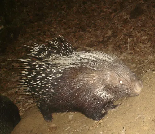A European Porcupine standing on a dirt path at night.