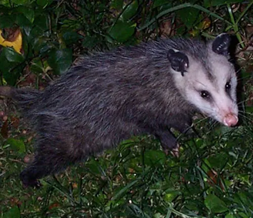 A Virginia Opossum, known for its nocturnal habits, is strolling through the grass.
