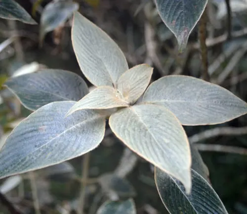 "Close-up of silvery-green leaves of a shrub, displaying a fine texture and delicate veining