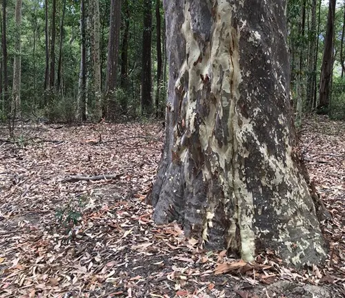 Large eucalyptus tree trunk with peeling bark in a forest with a leaf-covered ground