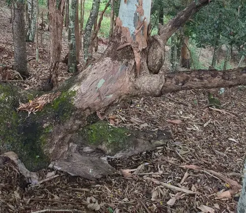 A fallen eucalyptus tree branch with rough bark on a forest floor covered with dry leaves