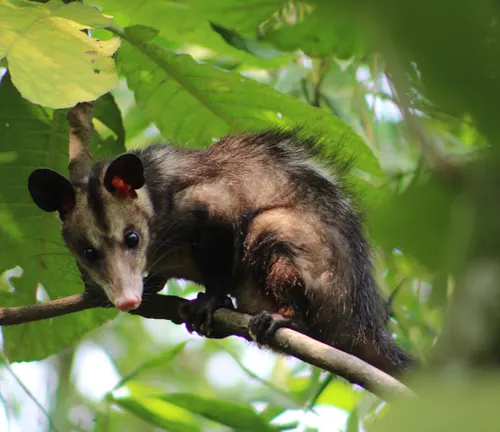 A small possum perched on a forest branch. Known as the "Black-eared Opossum," it showcases unique physical characteristics.
