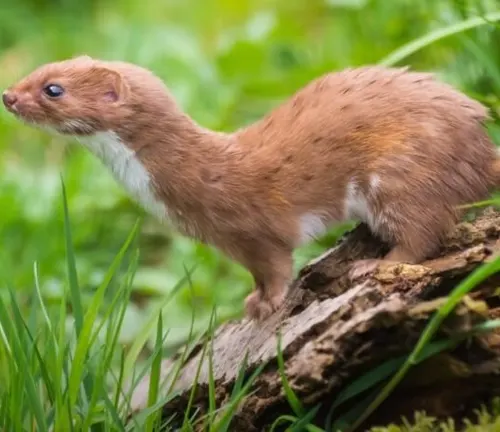 A "Least Weasel" with unique coat coloration stands on moss.